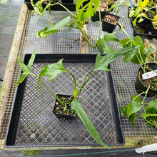 Load image into Gallery viewer, Philodendron Holtonianum, Exact Plant Ships Nationwide
