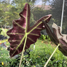 Load image into Gallery viewer, Alocasia Amazonica Large Form Pink Variegated Fedex 2day*
