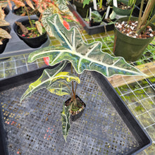 Load image into Gallery viewer, Alocasia sanderiana 'Nobilis' Aurea, Exact Plant Ships Nationwide
