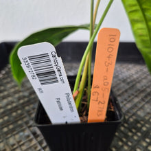 Load image into Gallery viewer, Philodendron Patriciae exact plant, Fedex 2day*
