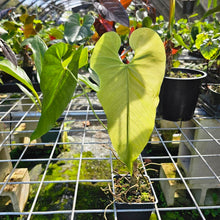 Load image into Gallery viewer, Anthurium Dolichostachyum , Exact Plant
