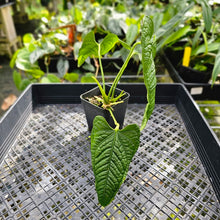 Load image into Gallery viewer, Anthurium Lappoanum, Exact Plant
