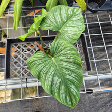 Load image into Gallery viewer, Philodendron Plowmanii, Exact Plant Ships Nationwide
