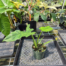 Load image into Gallery viewer, Philodendron Minarum 'Lime Fiddle' exact plant, Fedex 2day*
