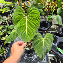 Load image into Gallery viewer, Philodendron Gloriosum, Pink Veined Back, Exact Plant Ships Nationwide
