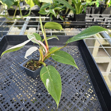 Load image into Gallery viewer, Philodendron White Princess, Exact Plant Variegated Ships Nationwide
