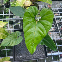 Load image into Gallery viewer, Anthurium Decipiens, Exact Plant
