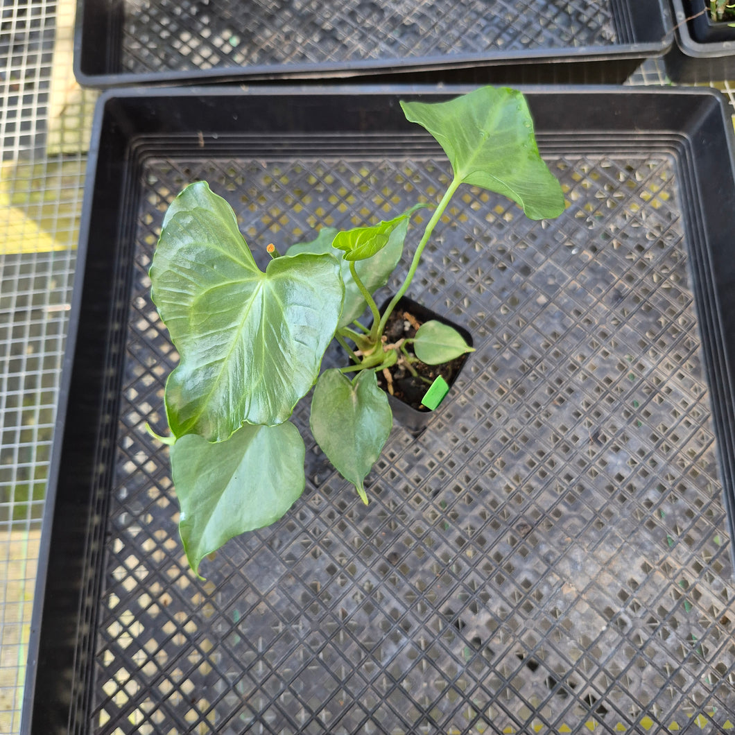 Anthurium Macrolobium x Noid, Exact Plant Ships Nationwide