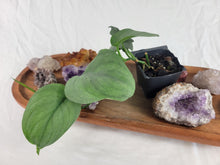 Load image into Gallery viewer, Scindapsus Silver Hero 2.5&quot; Pot, Fedex 2 day*
