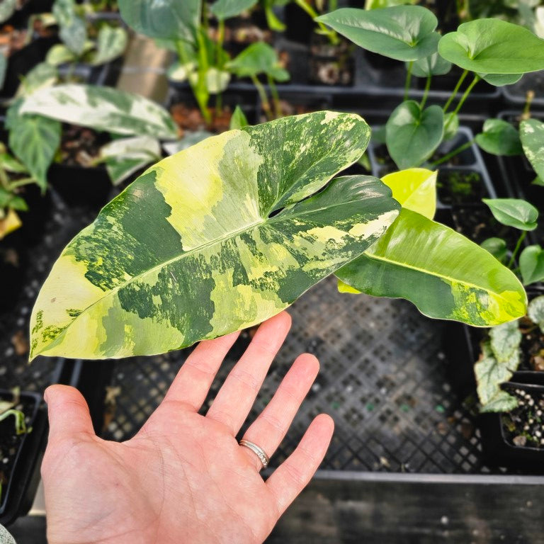 Philodendron Burle Marx, Exact Plant Variegated Ships Nationwide