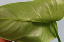 Load image into Gallery viewer, Philodendron Bipennifolium, exact plant, ships nationwide

