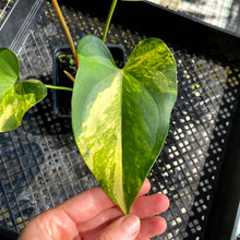 Load image into Gallery viewer, Anthurium Andraeanum White Heart, Exact Plant Variegated Ships Nationwide
