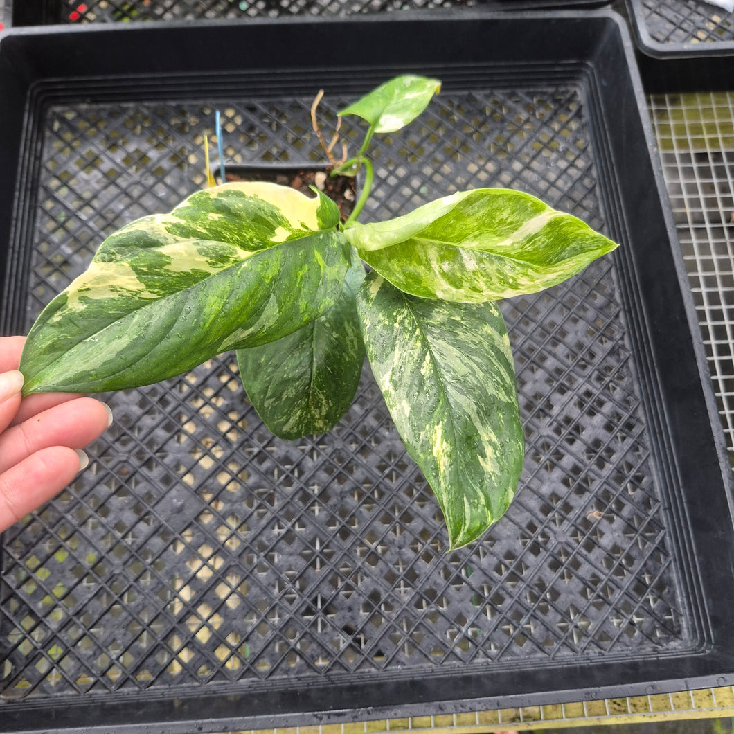 Monstera Lechleriana , Exact Plant Variegated Ships Nationwide