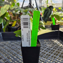 Load image into Gallery viewer, Zamioculcas Zamiifolia Wild Form ZZ, Exact Plant Variegated Ships Nationwide
