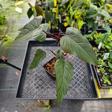 Load image into Gallery viewer, Philodendron Dark Lord, Exact Plant Ships Nationwide
