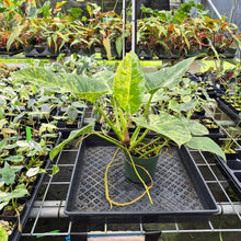 Load image into Gallery viewer, Philodendron Giganteum Blizzard Variegated exact plant, Fedex 2day*
