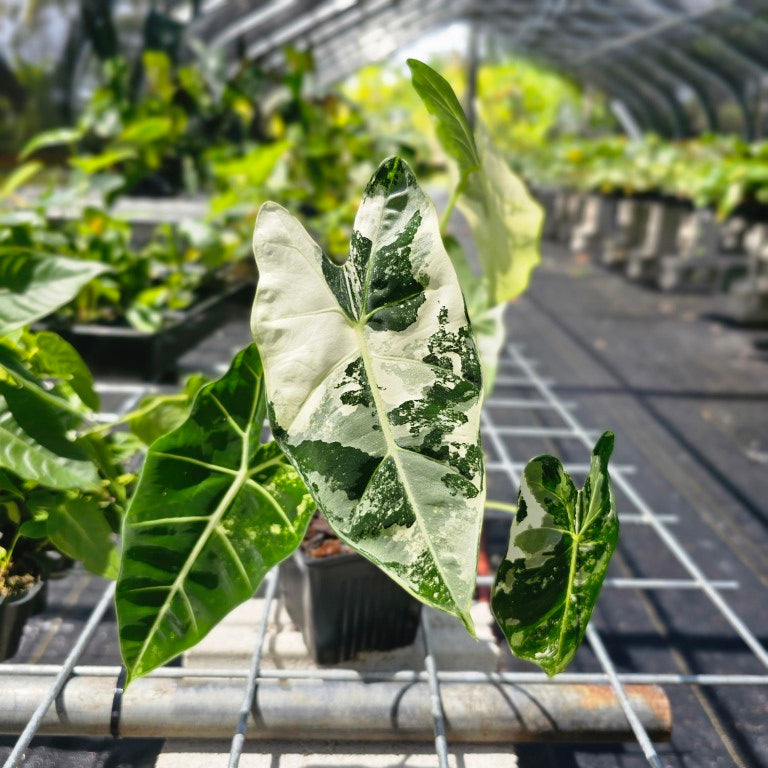 Alocasia Frydek, Exact Plant Variegated Ships Nationwide