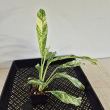 Load image into Gallery viewer, Rhaphidophora Megasperma Variegated exact plant, Fedex 2day*

