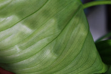 Load image into Gallery viewer, Philodendron Pastazanum, exact plant, ships nationwide
