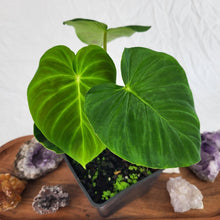 Load image into Gallery viewer, Philodendron Verrucosum Pseudoverrucosum Croat 4&quot; pot, Fedex 2 day*
