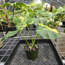 Load image into Gallery viewer, Monstera Borsigiana Aurea, Exact Plant Variegated Ships Nationwide
