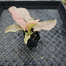 Load image into Gallery viewer, Syngonium Pink Spot Variegated 2.5" pot, Fedex 2day*
