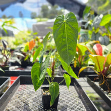 Load image into Gallery viewer, Anthurium Angamarcanum , Exact Plant
