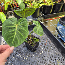 Load image into Gallery viewer, Philodendron Verrucosum Melon, Exact Plant Ships Nationwide
