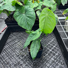 Load image into Gallery viewer, Anthurium Angamarcanum , Exact Plant Ships Nationwide
