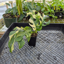 Load image into Gallery viewer, Rhaphidophora Tetrasperma Albo, Exact Plant Variegated Ships Nationwide
