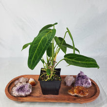 Load image into Gallery viewer, Anthurium Warocqueanum, Queen, Exact Plant Double Plant

