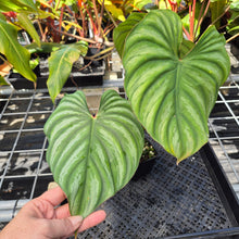 Load image into Gallery viewer, Philodendron Plowmanii, Exact Plant Ships Nationwide
