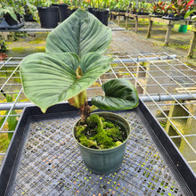 Load image into Gallery viewer, Philodendron Serpens, Exact Plant
