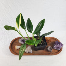 Load image into Gallery viewer, Monstera Standleyana Aurea Variegated 4" pot, Fedex 2day*
