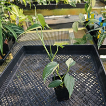 Load image into Gallery viewer, Scindapsus Blue Albo, Exact Plant Variegated Ships Nationwide
