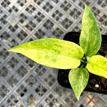 Load image into Gallery viewer, Anthurium Vittarifolium , Exact Plant Variegated Ships Nationwide
