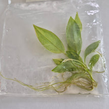 Load image into Gallery viewer, Philodendron Atabapoense Variegated tissue culture Fedex 2day
