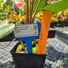 Load image into Gallery viewer, Anthurium Tropic Sunrise Bicolor Obake 2DayAir
