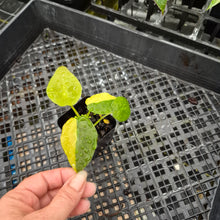 Load image into Gallery viewer, Alocasia wentii aurea, Exact Plant Ships Nationwide
