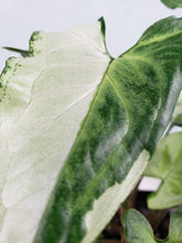 Load image into Gallery viewer, Three Kings Magic Marble, exact plant, double plant, variegated Syngonium, ships nationwide
