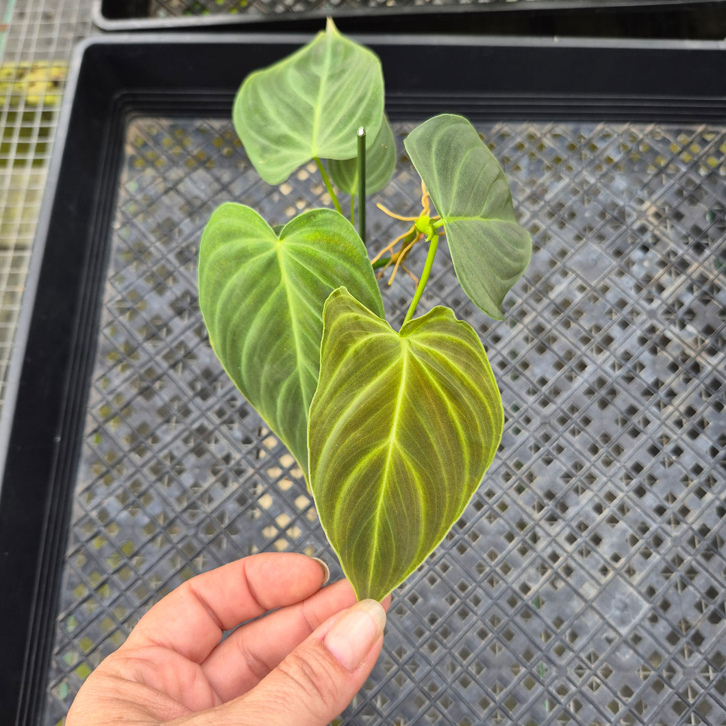 Philodendron Splendid, Exact Plant Ships Nationwide
