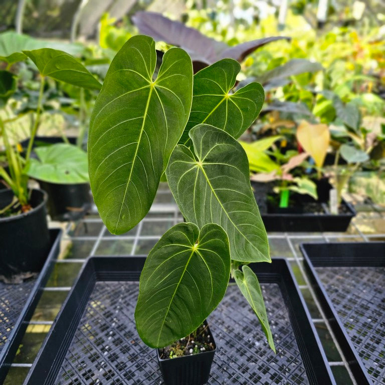 Anthurium Angamarcanum , Exact Plant