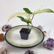 Load image into Gallery viewer, Philodendron Florida Ghost 2.5" pot, Fedex 2day*
