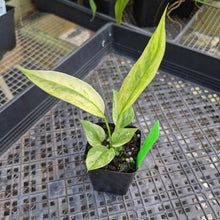 Load image into Gallery viewer, Anthurium Vittarifolium , Exact Plant Variegated Ships Nationwide
