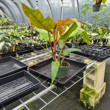 Load image into Gallery viewer, Philodendron Orange Marmalade, Autumn Queen exact plant, Fedex 2day
