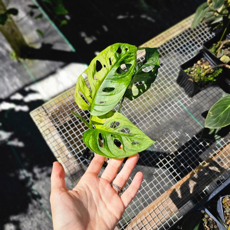 Monstera Adansonii Aurea, Exact Plant Variegated Ships Nationwide