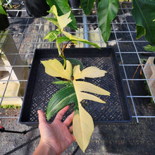 Load image into Gallery viewer, Philodendron Florida Beauty, Exact Plant Variegated Ships Nationwide
