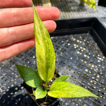 Load image into Gallery viewer, Anthurium Vittarifolium , Exact Plant Variegated Ships Nationwide
