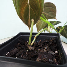 Load image into Gallery viewer, Philodendron Melanochrysum. small plant
