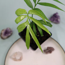 Load image into Gallery viewer, Monstera Subpinnata small plant

